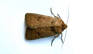 Uncertain - Identified by Gen Det - 19th June 2021 - Hathersage - The late Claire Miles