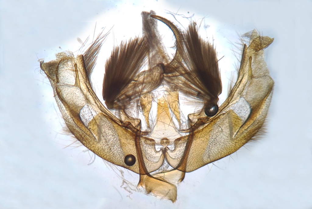 Uncertain - Gen Det Prep - 3rd July 2022 - Hathersage - The late Claire Miles 