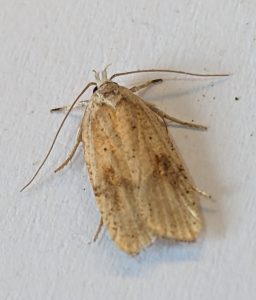 Agonopterix nervosa - 29th Sept 2025 - Markham Vale - Sid Morris