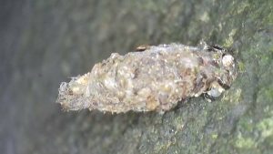 Diplodoma laichartingella larval case - 26th February 2026 - Staveley Hall - Mark Radford