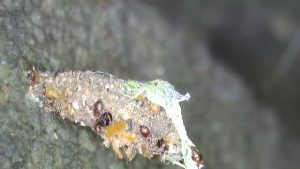 11.001 BF180Diplodoma laichartingellaYellow-headed Bagworm