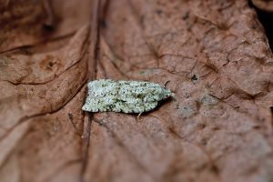 Acleris literana - 24th February 2026 - Melbourne - Tony Davison