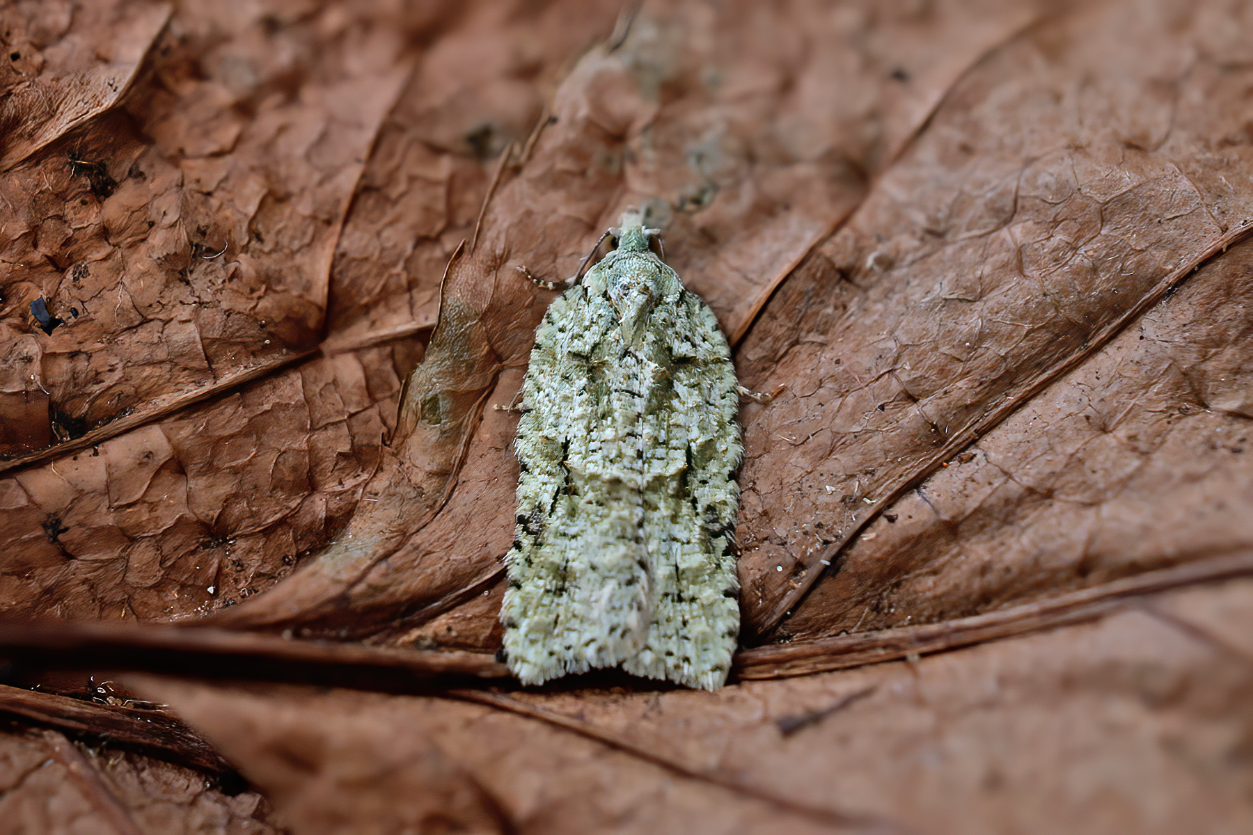 Acleris literana - 24th February 2026 - Melbourne - Tony Davison