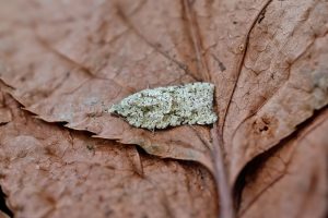 Acleris literana - 24th February 2026 - Melbourne - Tony Davison