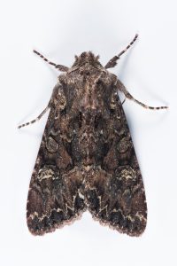 Dark Brocade - 2nd May 2025 - Glossop - Christian Heintzen