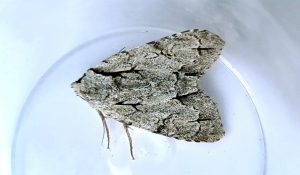 73.038 BF2284Grey DaggerAcronicta psi