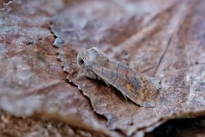 Satellite - 24th February 2026 - Melbourne - Tony Davison