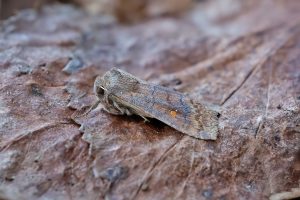 Satellite - 24th February 2026 - Melbourne - Tony Davison