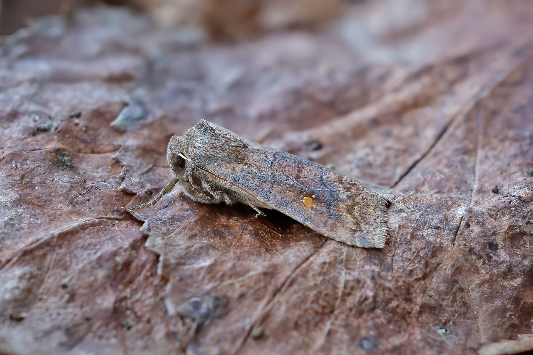 Satellite - 24th February 2026 - Melbourne - Tony Davison