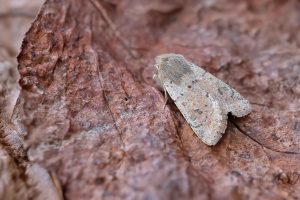 Small Quaker - 24th February 2026 - Melbourne - Tony Davison