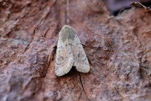 Small Quaker - 24th February 2026 - Melbourne - Tony Davison