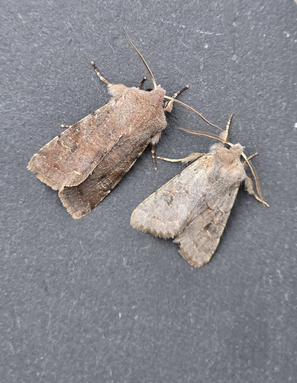 Lead-coloured Drab - 8th March 2026 - Cromford - Clive Ashton