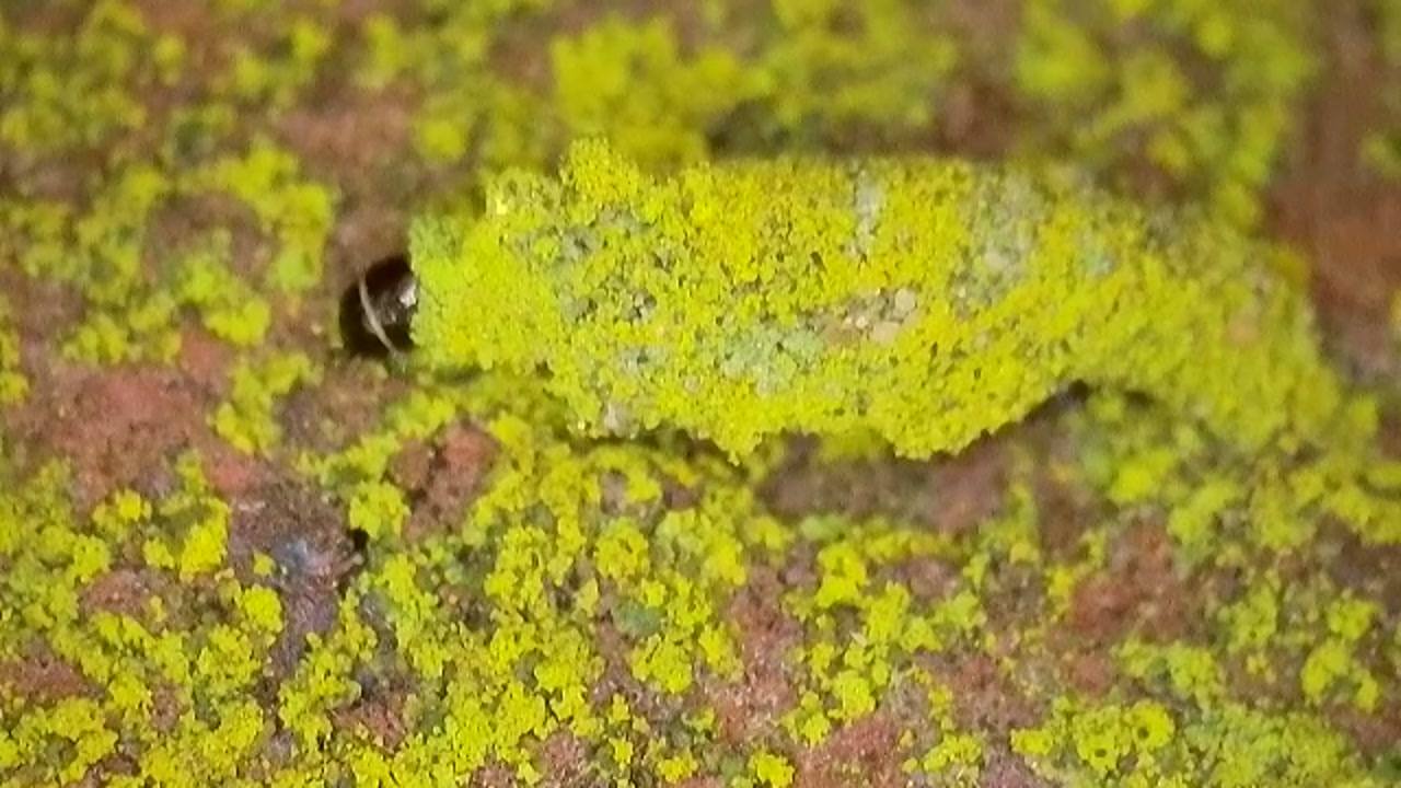 Narycia duplicella - 9th March 2026 - Hasland Cemetery - Mark Radford