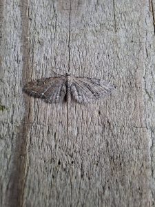 Common Pug - 9th March 2026 - Sandiacre - Ann Wood