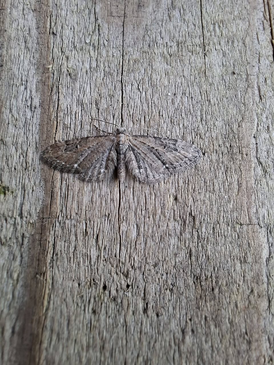 Common Pug - 9th March 2026 - Sandiacre - Ann Wood