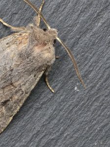 Lead-coloured Drab - 8th March 2026 - Cromford - Clive Ashton