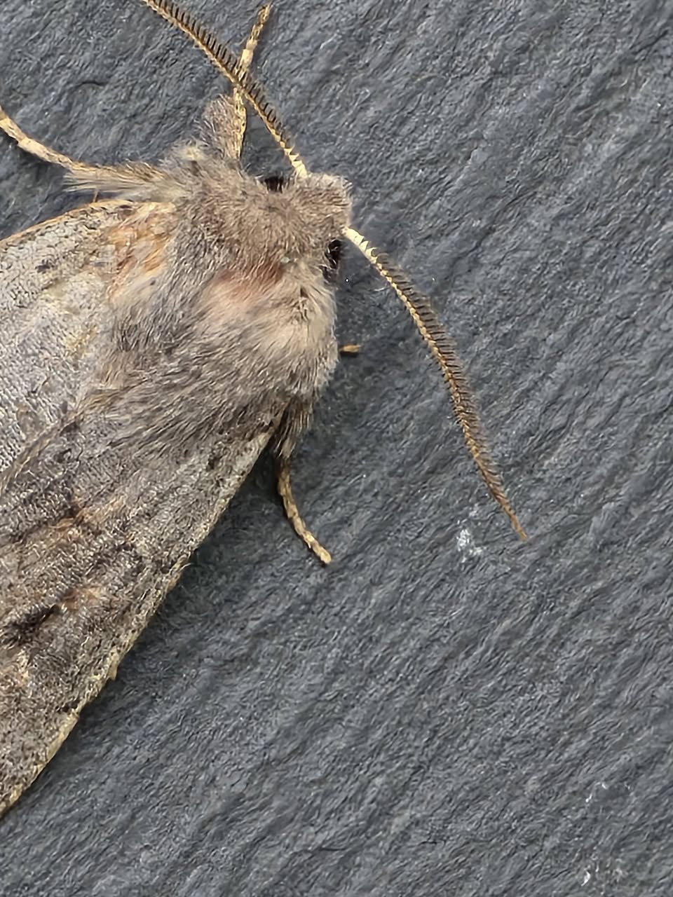 Lead-coloured Drab - 8th March 2026 - Cromford - Clive Ashton