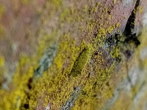 Narycia duplicella - 9th March 2026 - Hasland Cemetery - Mark Radford