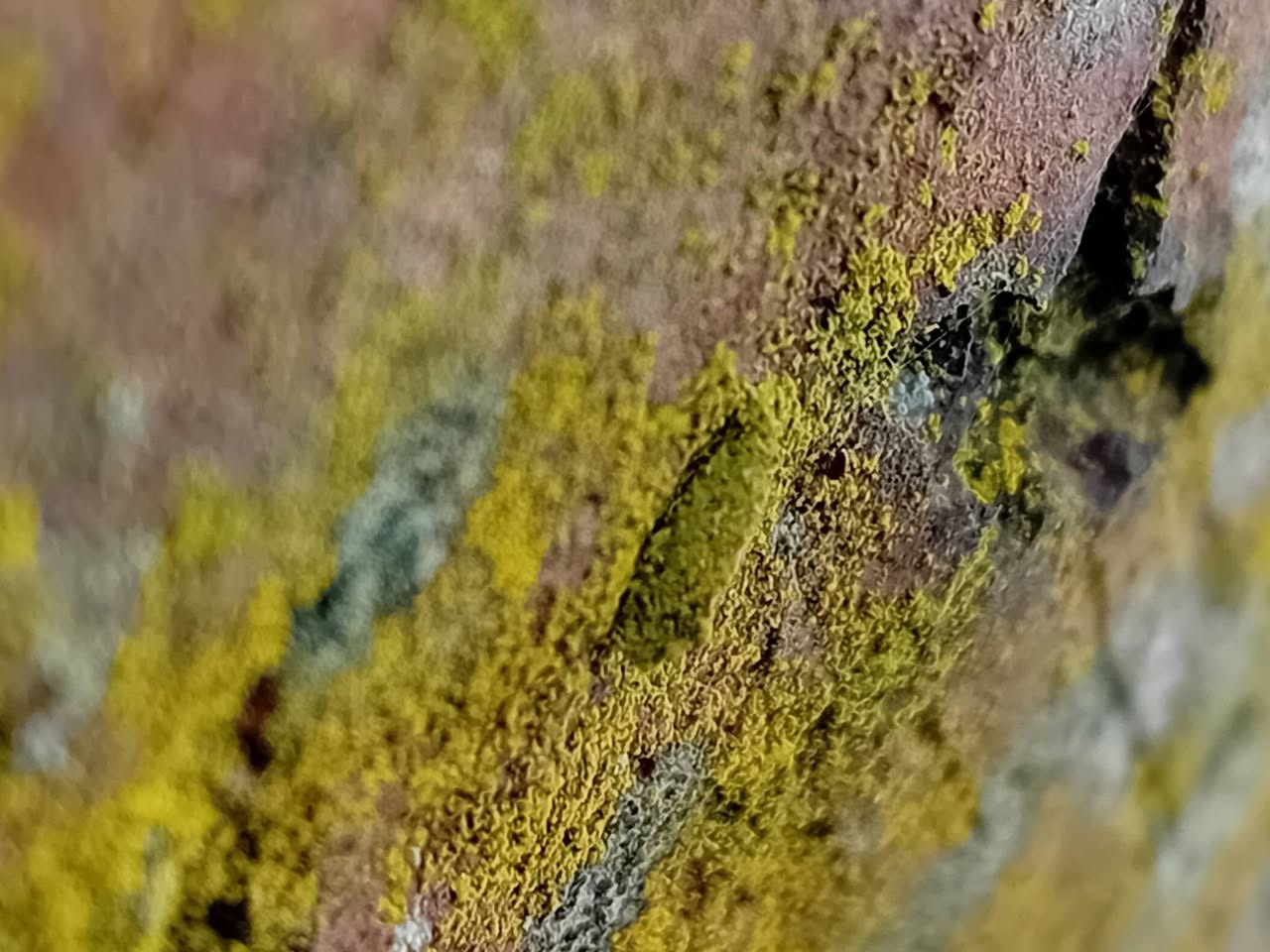 Narycia duplicella - 9th March 2026 - Hasland Cemetery - Mark Radford