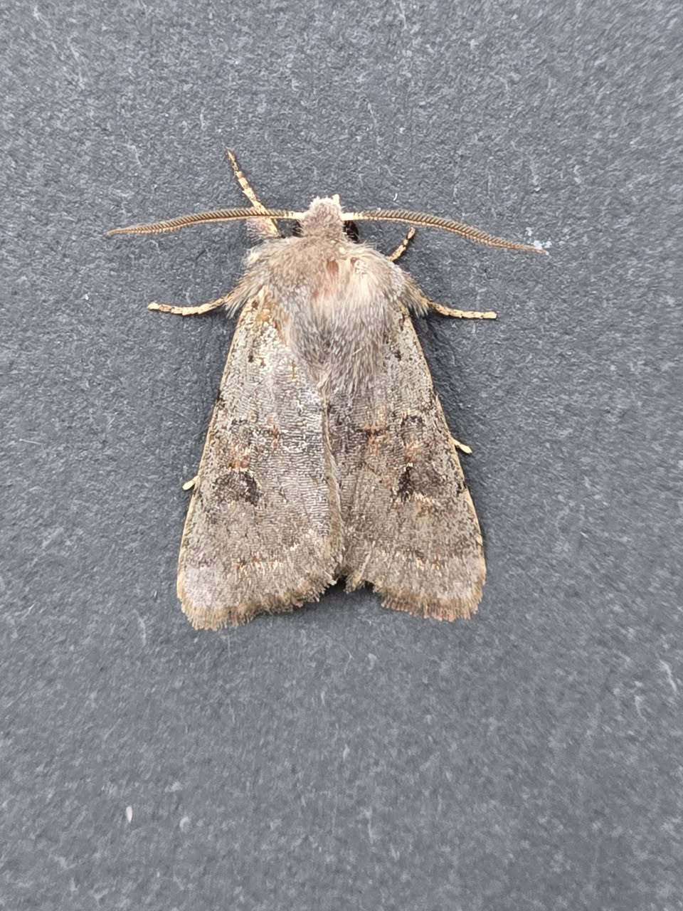 Lead-coloured Drab - 8th March 2026 - Cromford - Clive Ashton