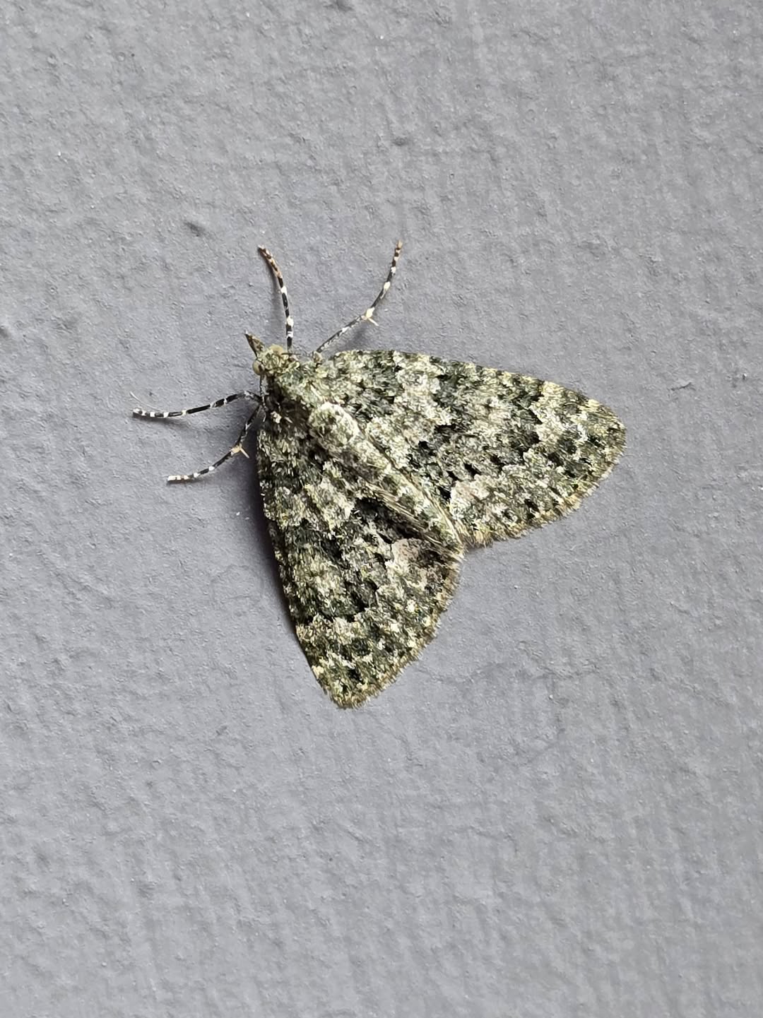 Autumn Green Carpet - 10th March 2026 - Middleton - Clive Ashton