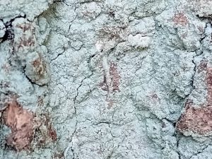 Infurcitinea argentimaculella - 14th March 2026 - Staveley - Mark Radford