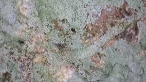 Infurcitinea argentimaculella - 14th March 2026 - Staveley - Mark Radford