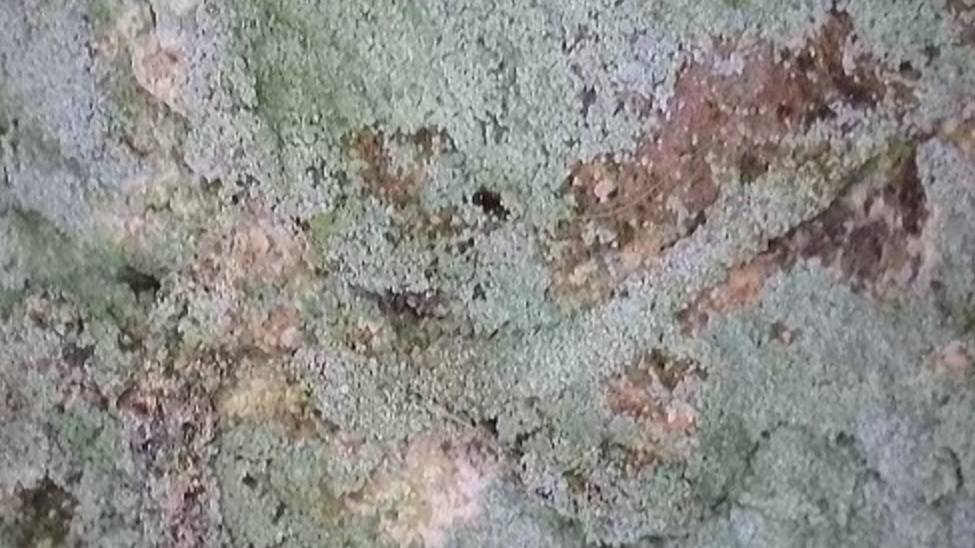 Infurcitinea argentimaculella - 14th March 2026 - Staveley - Mark Radford