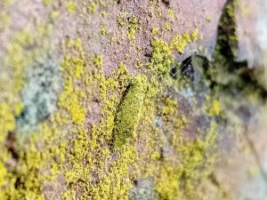 Narycia duplicella - 9th March 2026 - Hasland Cemetery - Mark Radford