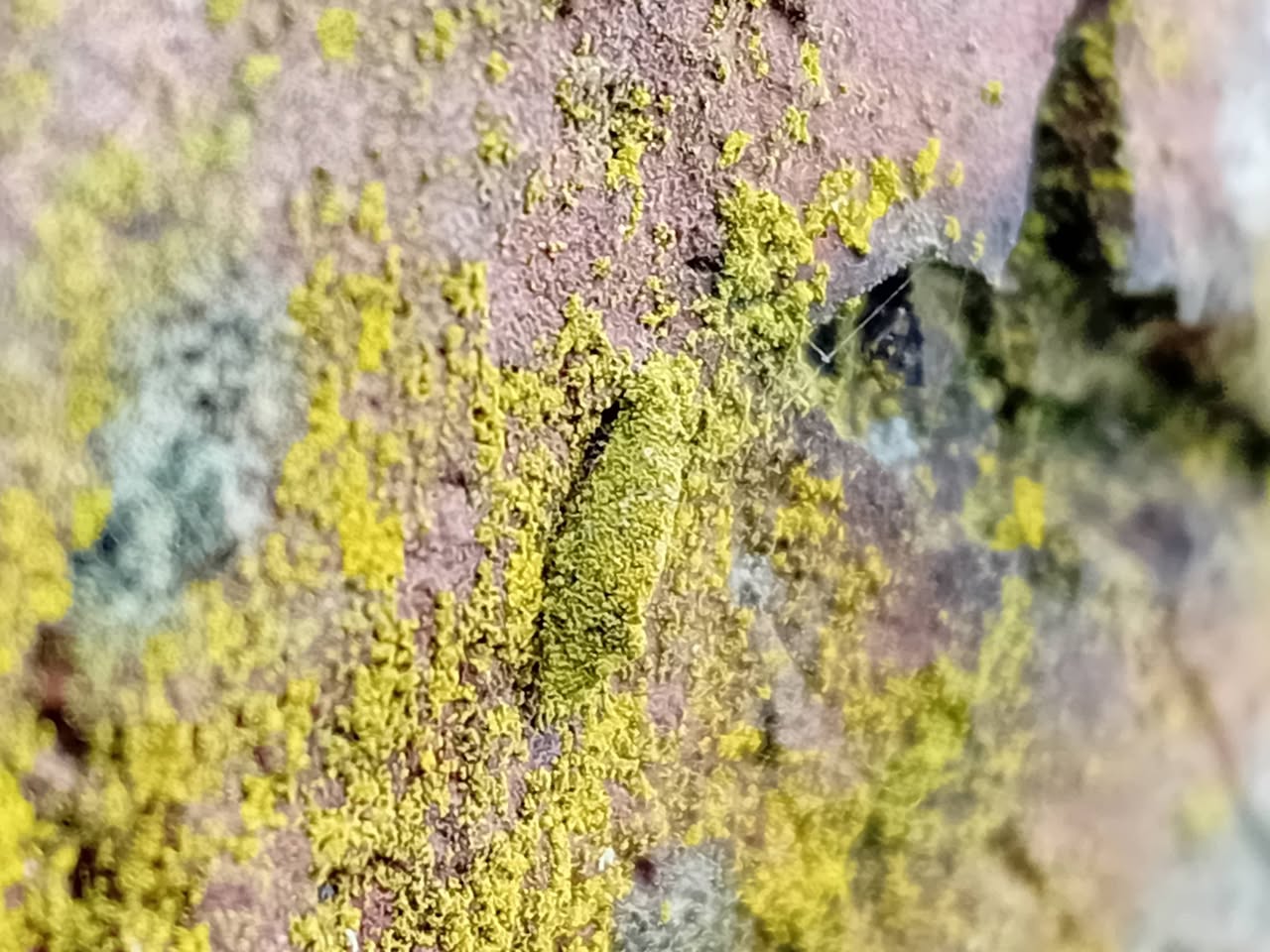 Narycia duplicella - 9th March 2026 - Hasland Cemetery - Mark Radford