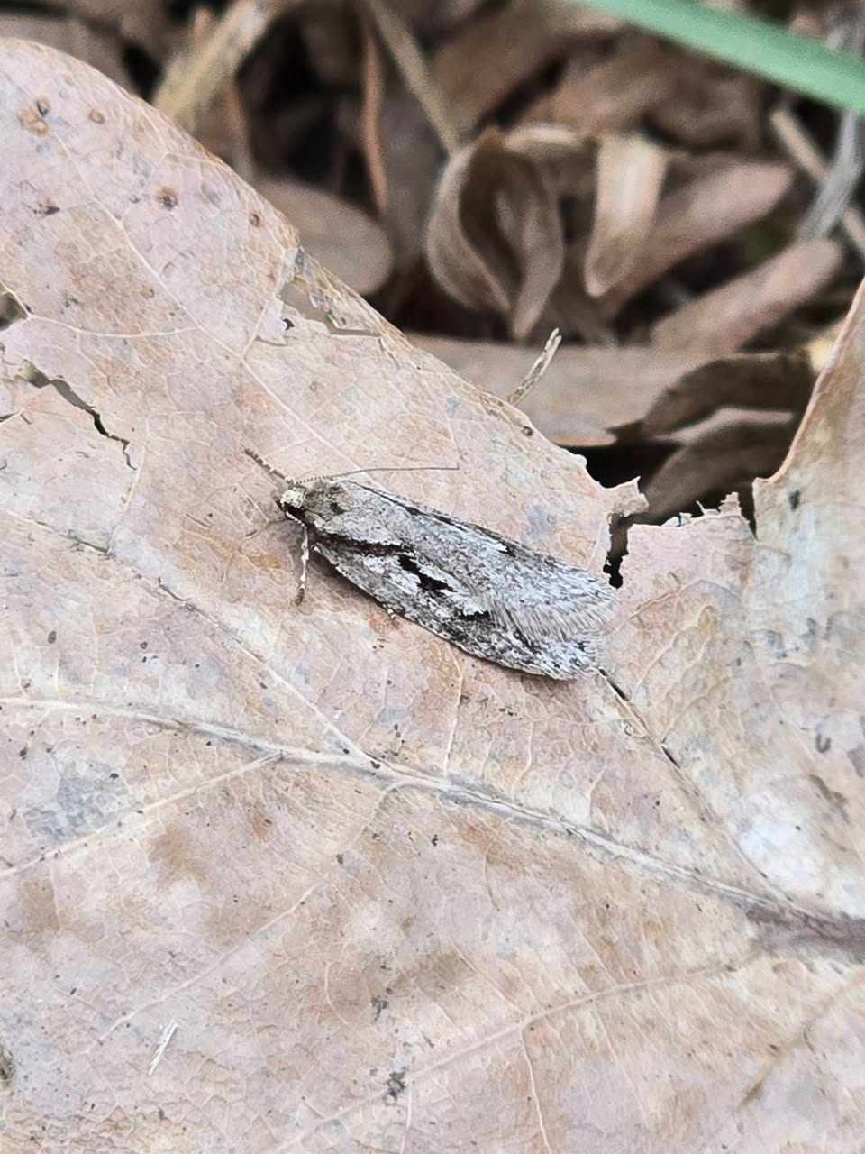 Semioscopis avellanella - 23rd March 2026 - Bow Wood - Clive Ashton
