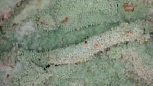 Infurcitinea argentimaculella - 22nd March 2026 - Markham Vale (North), Seymour - Mark Radford.