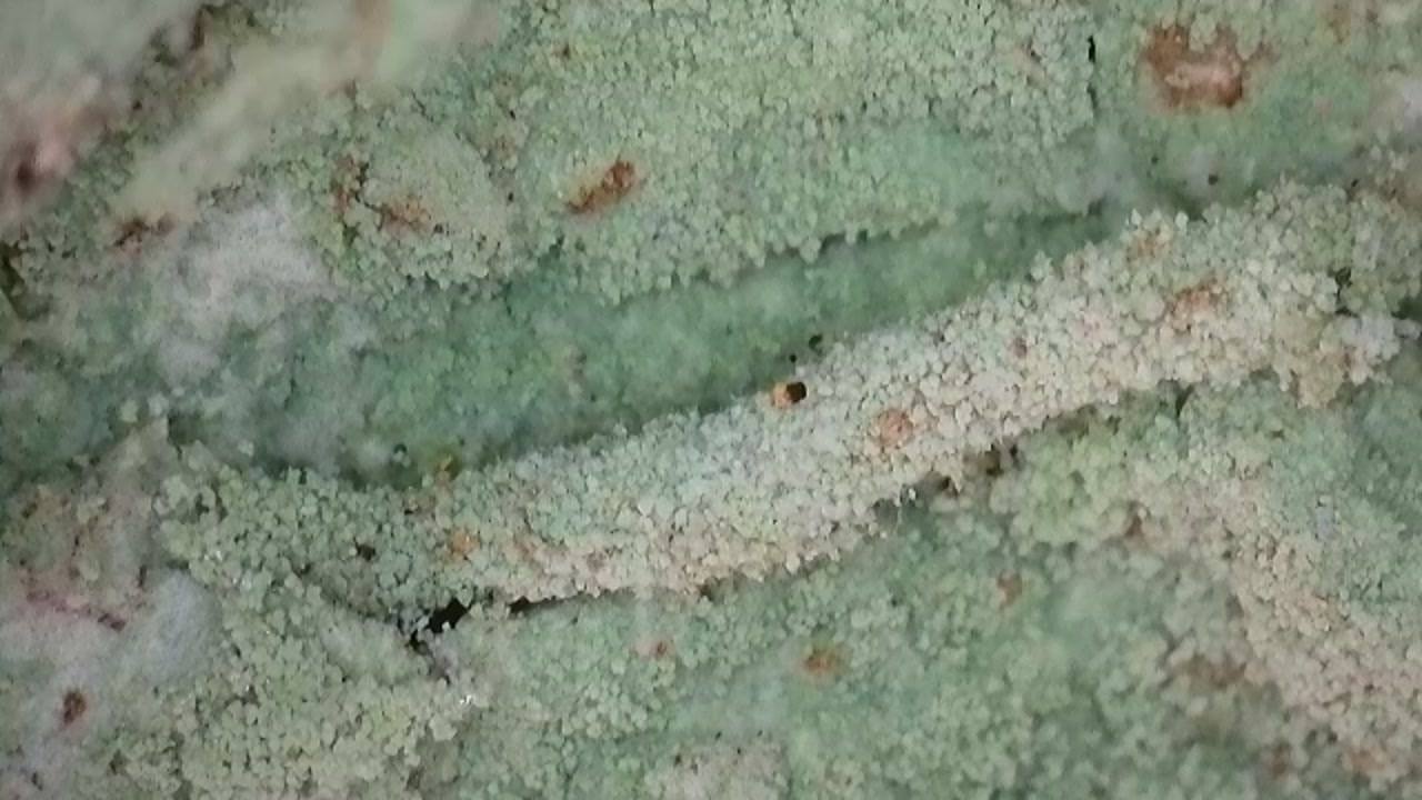 Infurcitinea argentimaculella - 22nd March 2026 - Markham Vale (North), Seymour - Mark Radford.