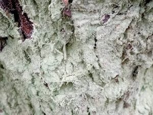 Infurcitinea argentimaculella - 22nd March 2026 - Markham Vale (North), Seymour - Mark Radford.