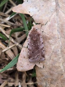 Red Chestnut - 23rd March 2026 - Bow Wood - Clive Ashton