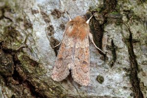 Blossom Underwing - 23rd March 2026 - Chaddesden - Martin Roome - 4th VC57 Record
