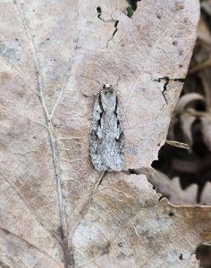 32.001 BF666Semioscopis avellanellaEarly Diviner