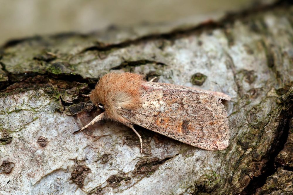 Blossom Underwing - 23rd March 2026 - Chaddesden - Martin Roome - 4th VC57 Record