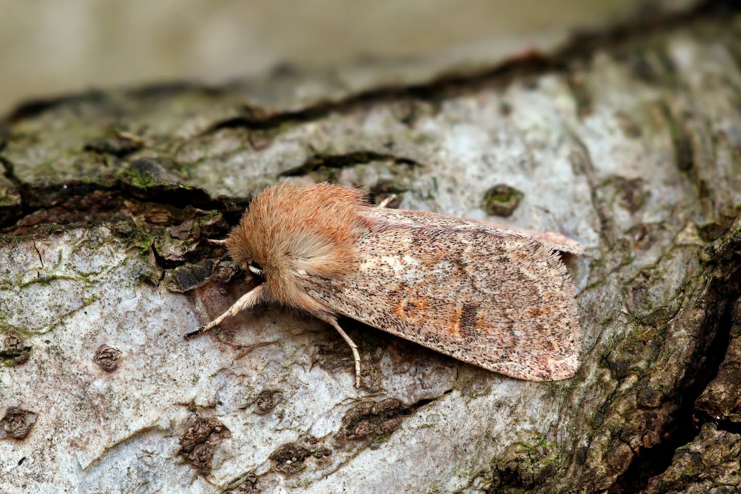Blossom Underwing - 23rd March 2026 - Chaddesden - Martin Roome - 4th VC57 Record