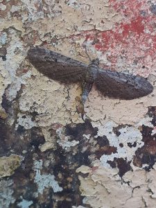 70.169 BF1848Angle-barred Pug (Ash Pug)Eupithecia innotata