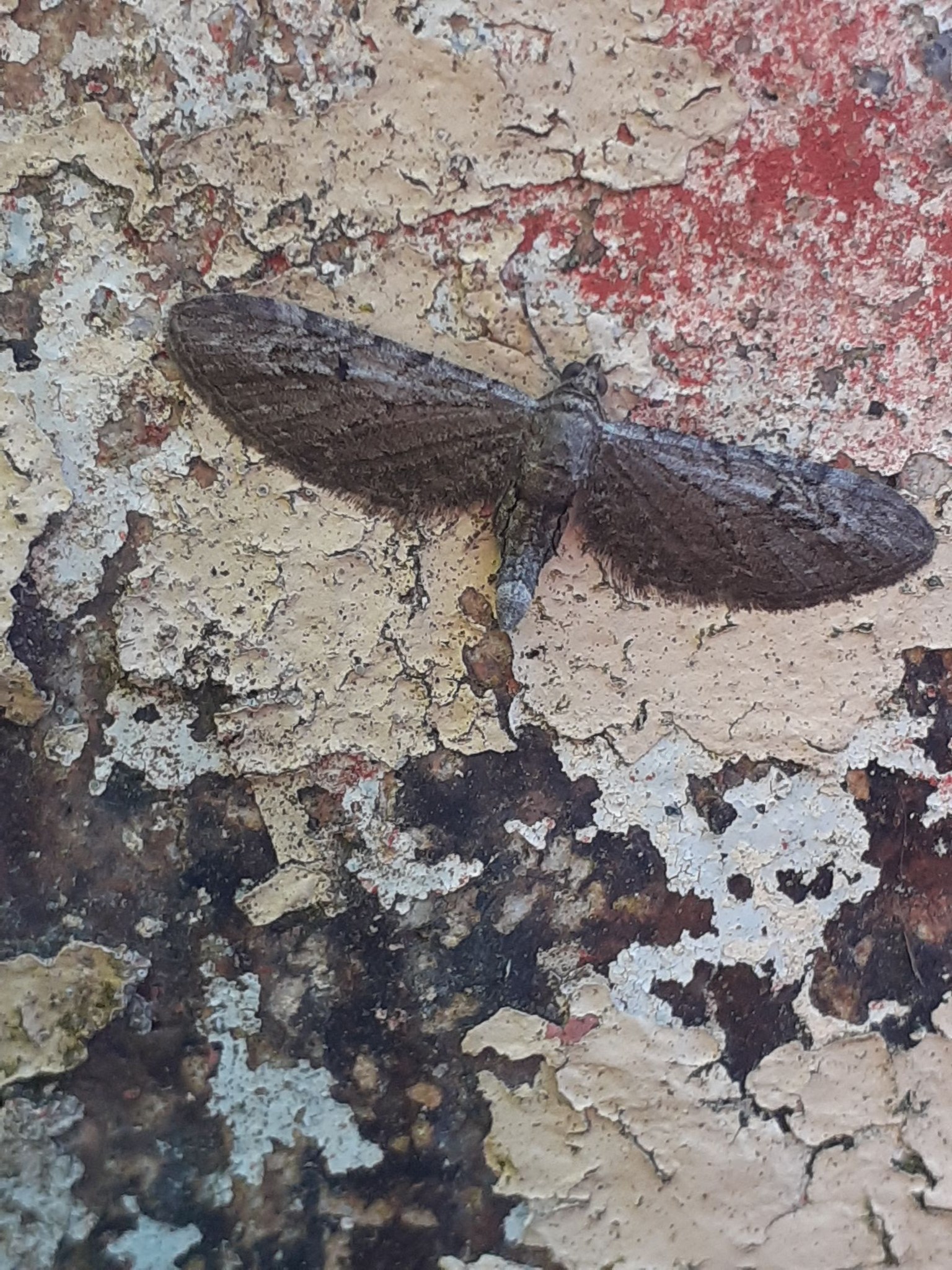 Angle-barred Pug (Ash Pug)