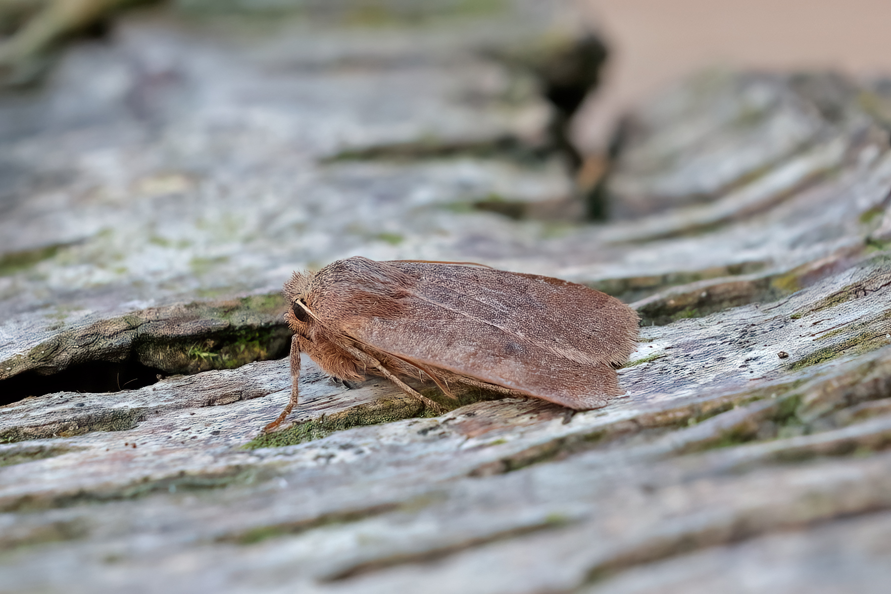 Chestnut - 9th March 2026 - Melbourne - Tony Davison©