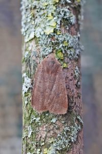 Chestnut - 9th March 2026 - Melbourne - Tony Davison©