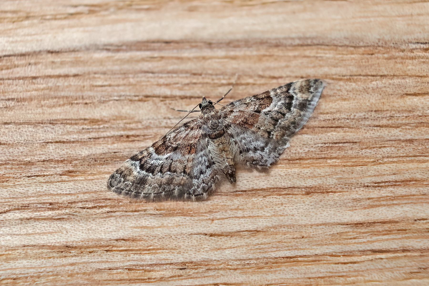 Double-striped Pug - 5th March 2026 - Melbourne - Tony Davison