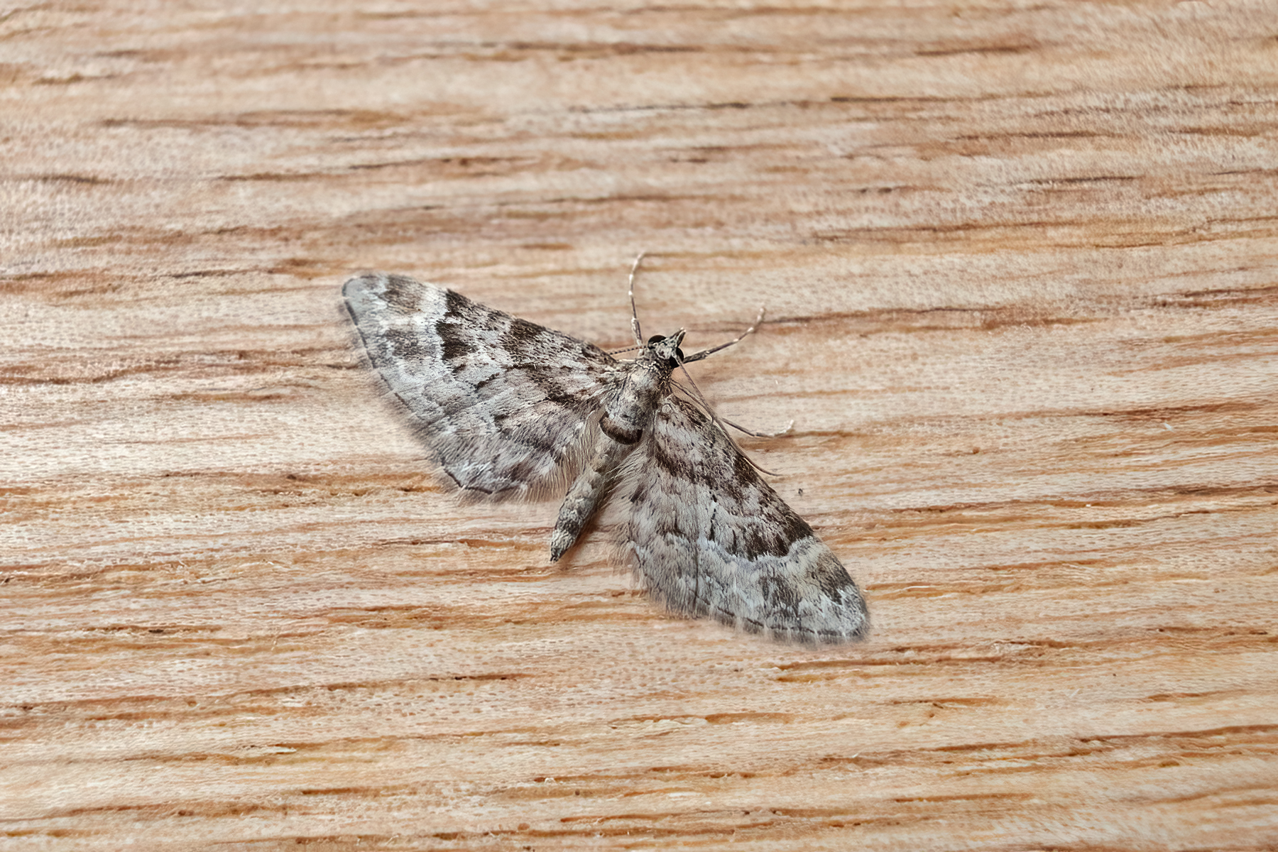 Double-striped Pug - 5th March 2026 - Melbourne - Tony Davison