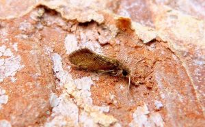 Dyseriocrania subpurpurella - 23rd March 2026 - Belper - Dave Evans