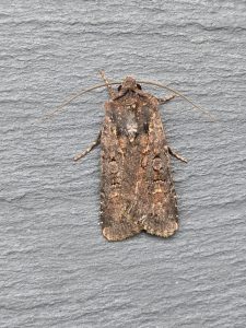 Garden Dart - 25th July 2025 - Cromford - Clive Ashton