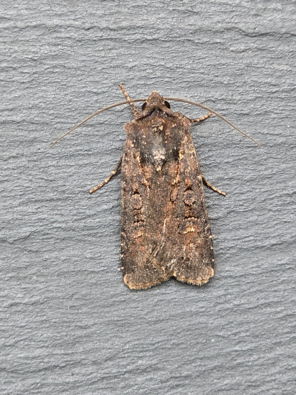 Garden Dart - 25th July 2025 - Cromford - Clive Ashton