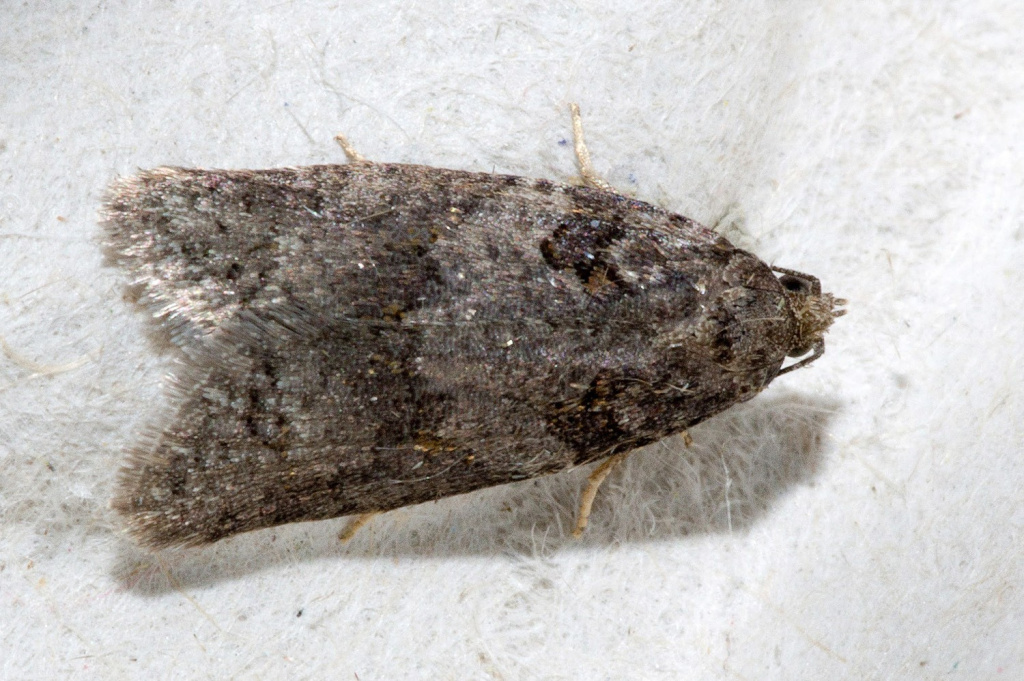 Grey Tortrix agg