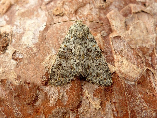 Large Ranunculus - 9th Oct 2025 - Belper - Dave Evans